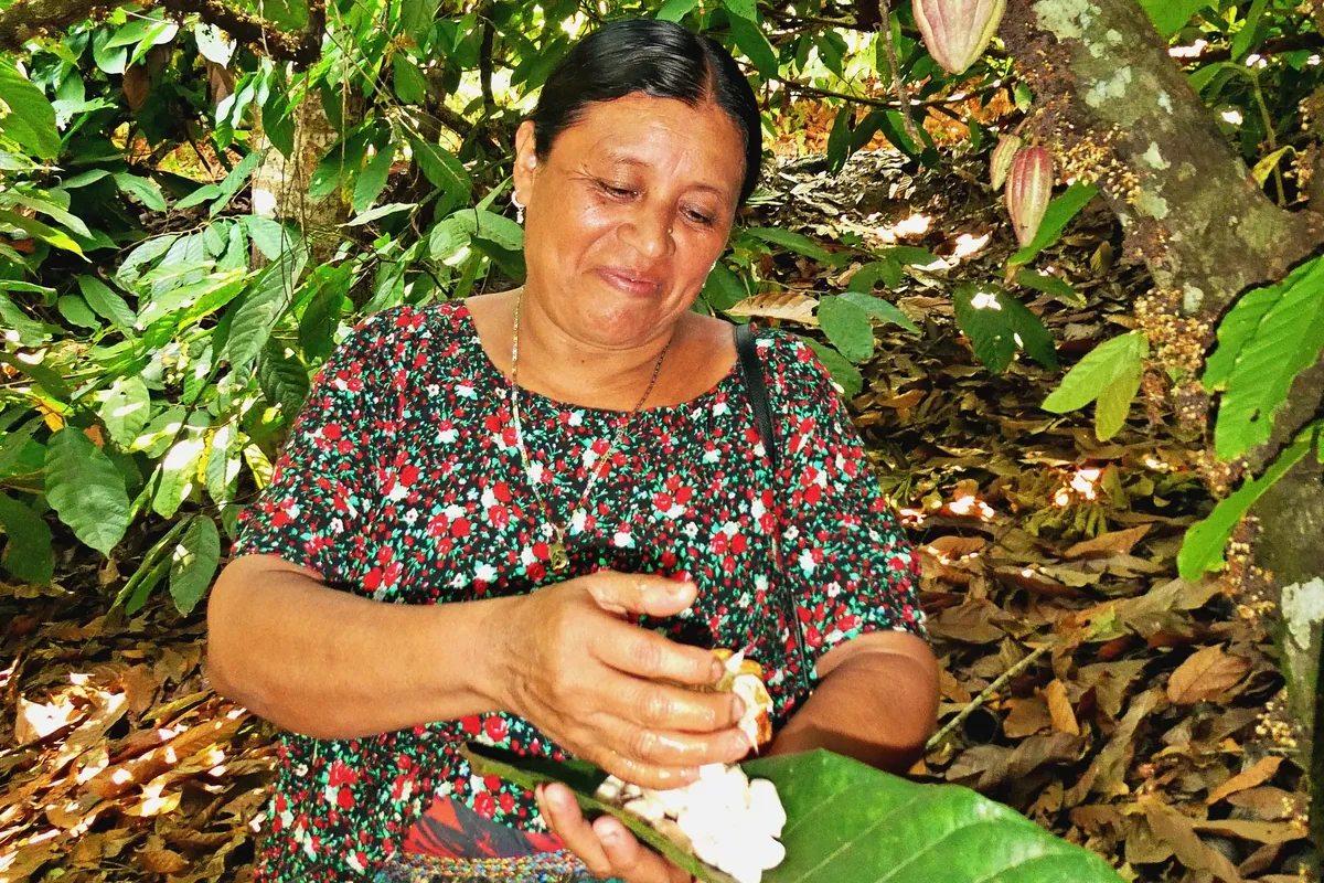 Kakaobäuerin in traditioneller Tracht öffnet eine reife Kakaofrucht in Guatemala – nachhaltiger und kleinbäuerlicher Kakaoanbau im Mischkultursystem