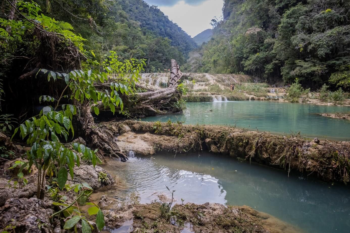 Türkisfarbene Kalksteinbecken und kleine Wasserfälle im Regenwald von Guatemala
